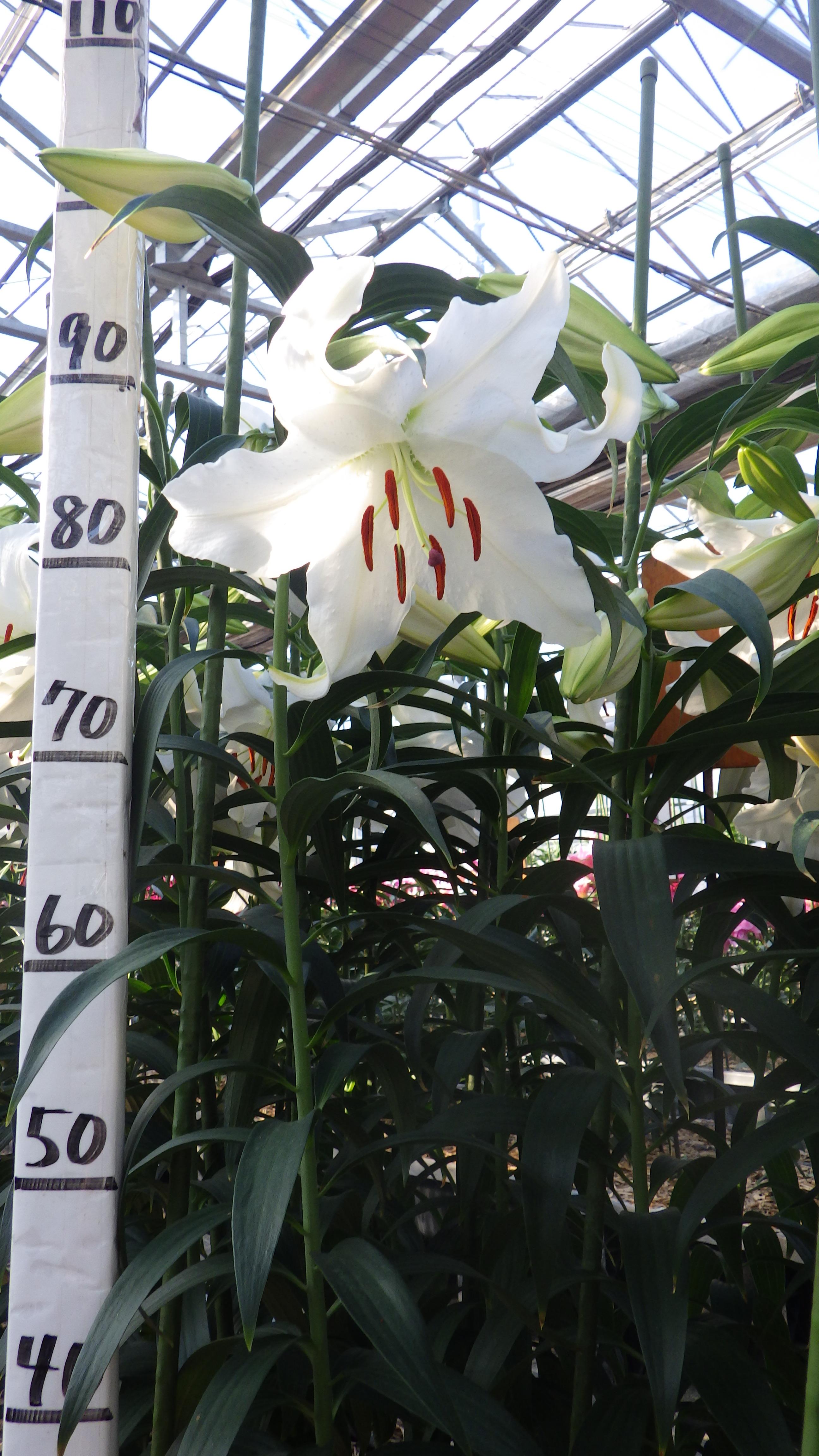 カサブランカ 2年